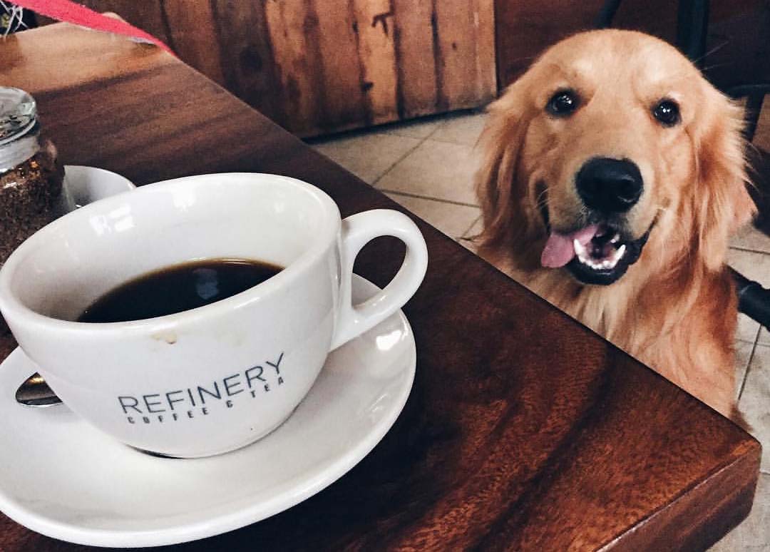 dog-with-coffee