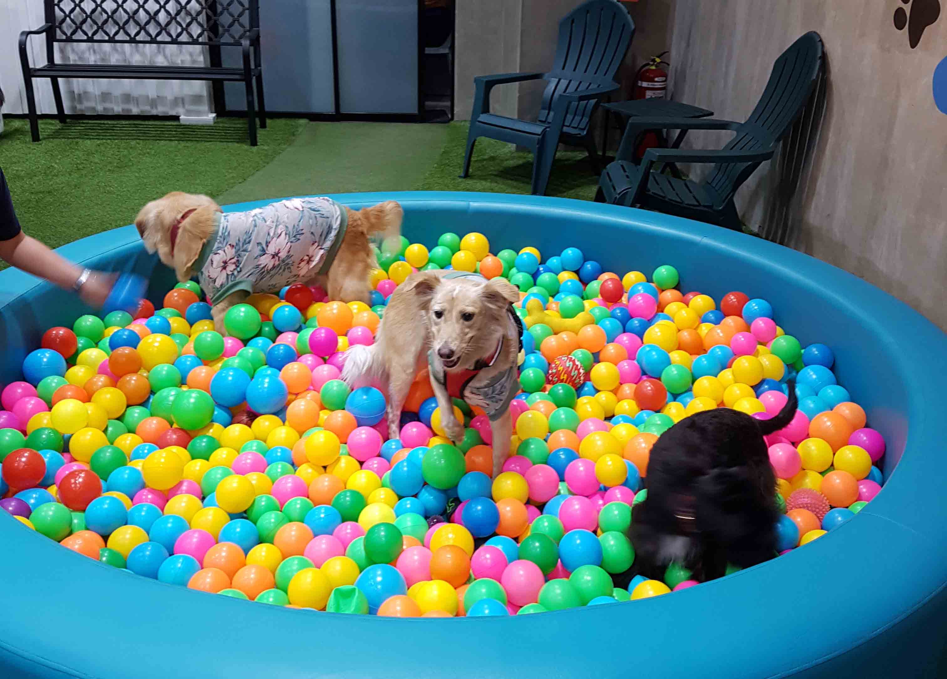 dogs-in-ball-pit