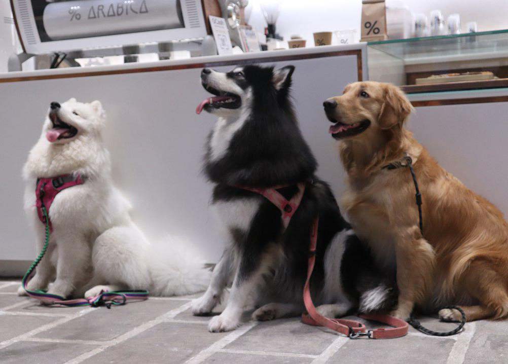 three-dogs-in-a-coffee-shop