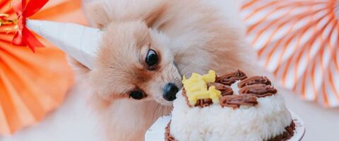 Where to Get Pet-Friendly Cakes for Your Fur Baby