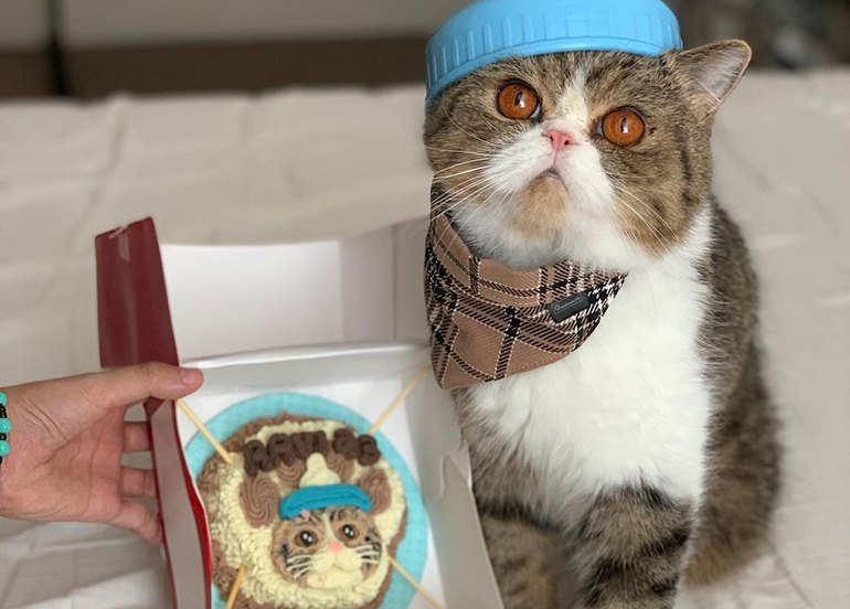 Make and Bake for Pets Cat Cake 